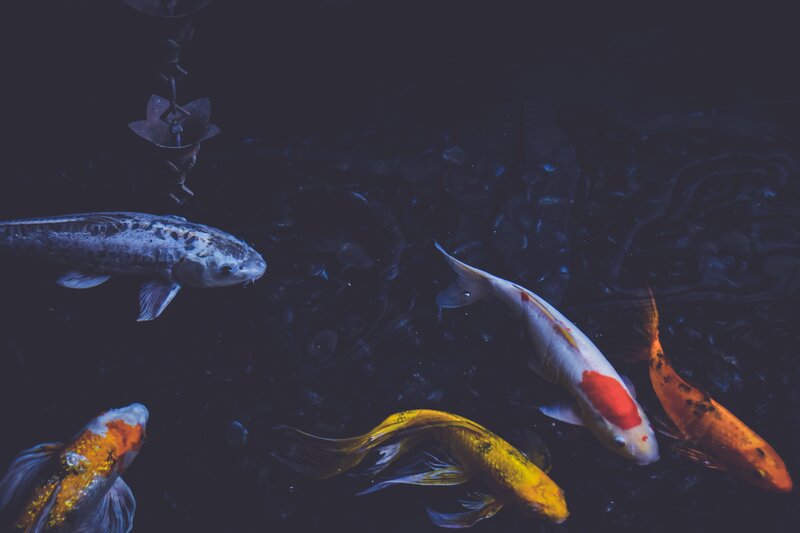 koi fish swimming in dark pond