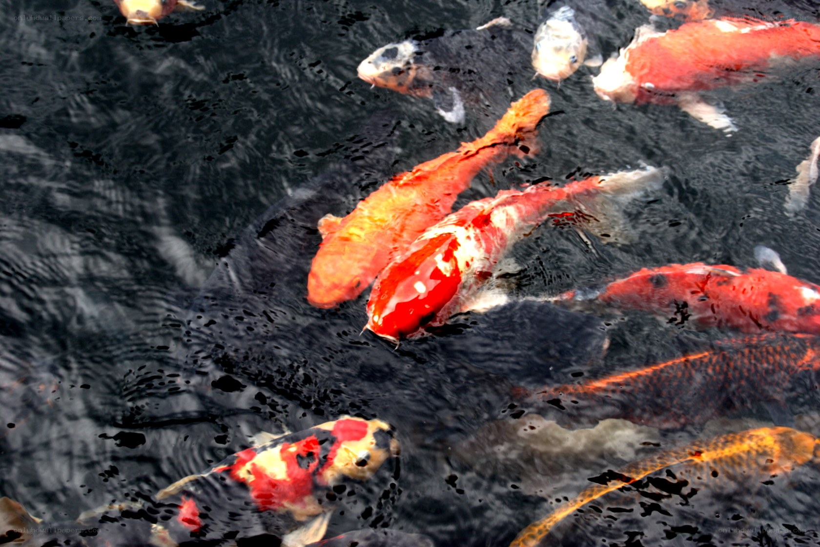 koi fish swimming in pond