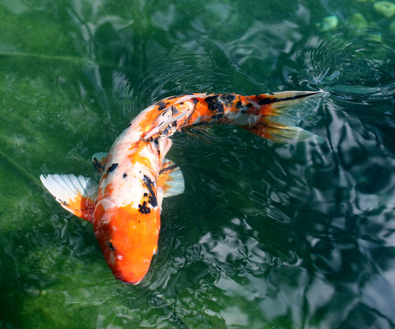 Koi fish swimming in pond