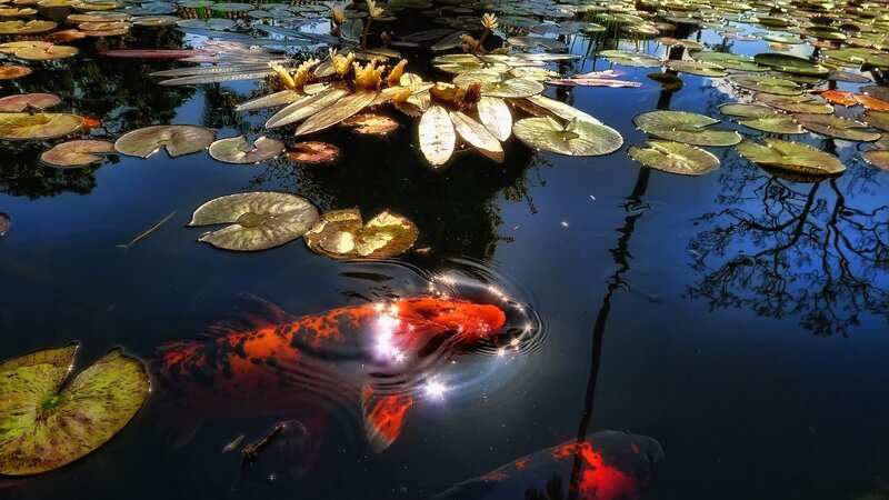 Koi fish swimming in pond