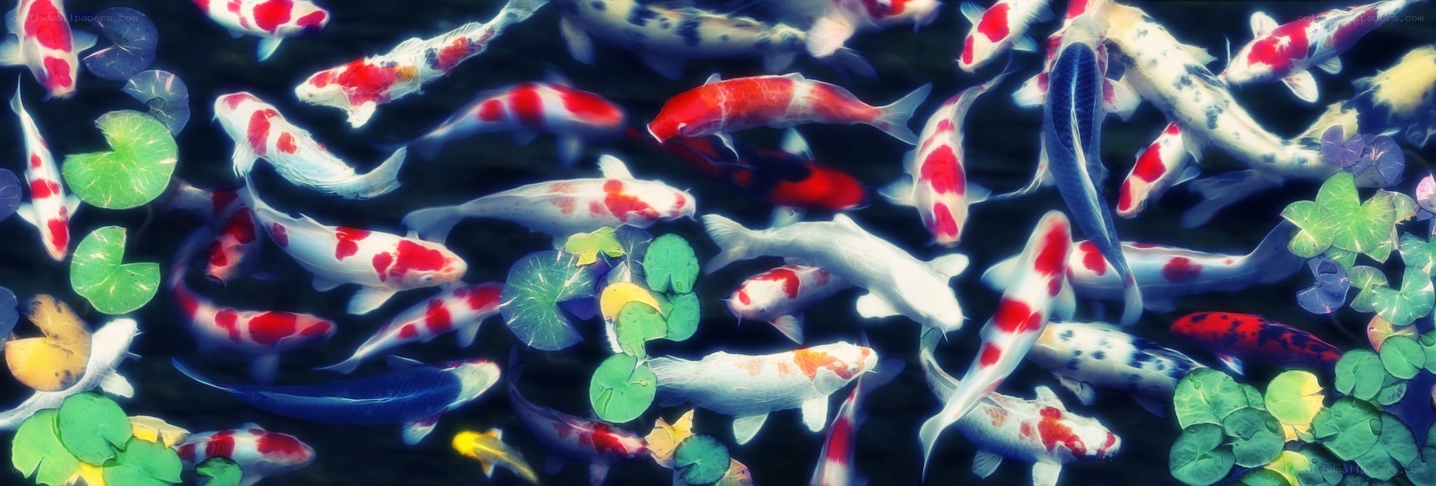 koi fish swimming in pond
