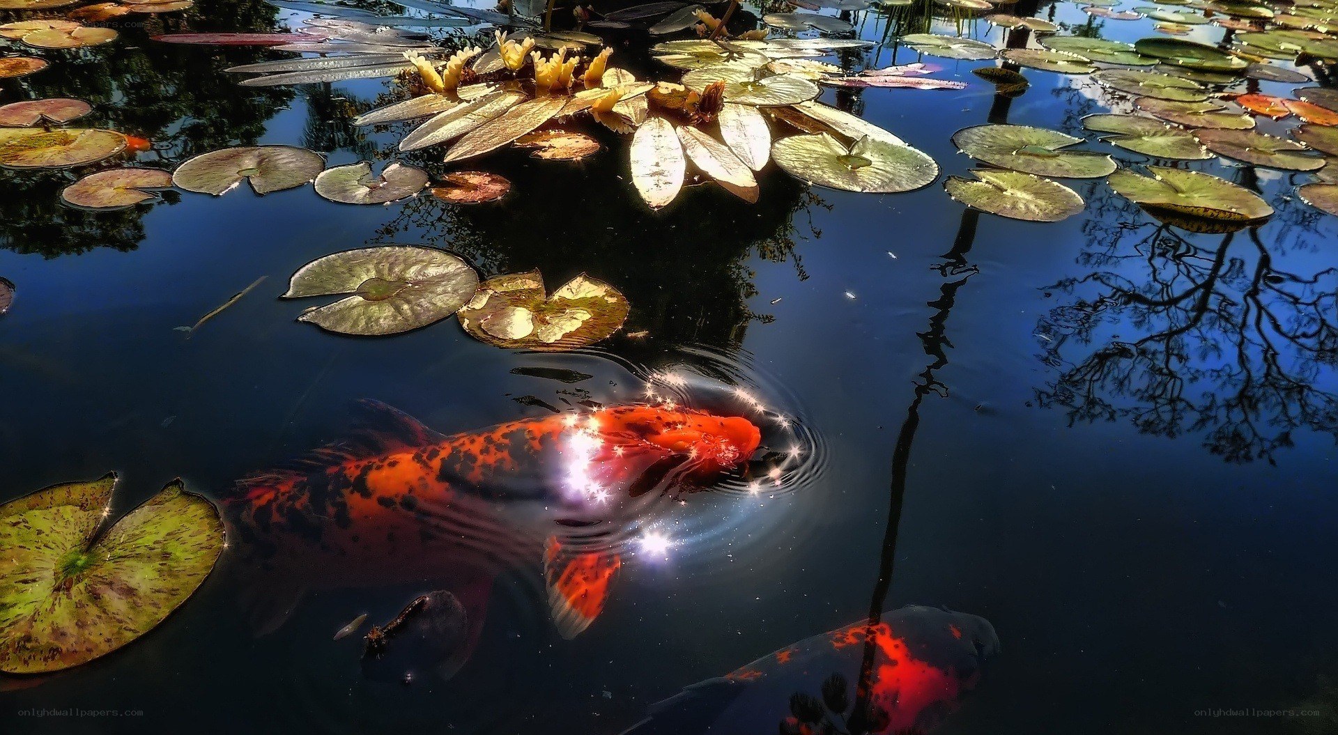 Koi fish swimming in pond