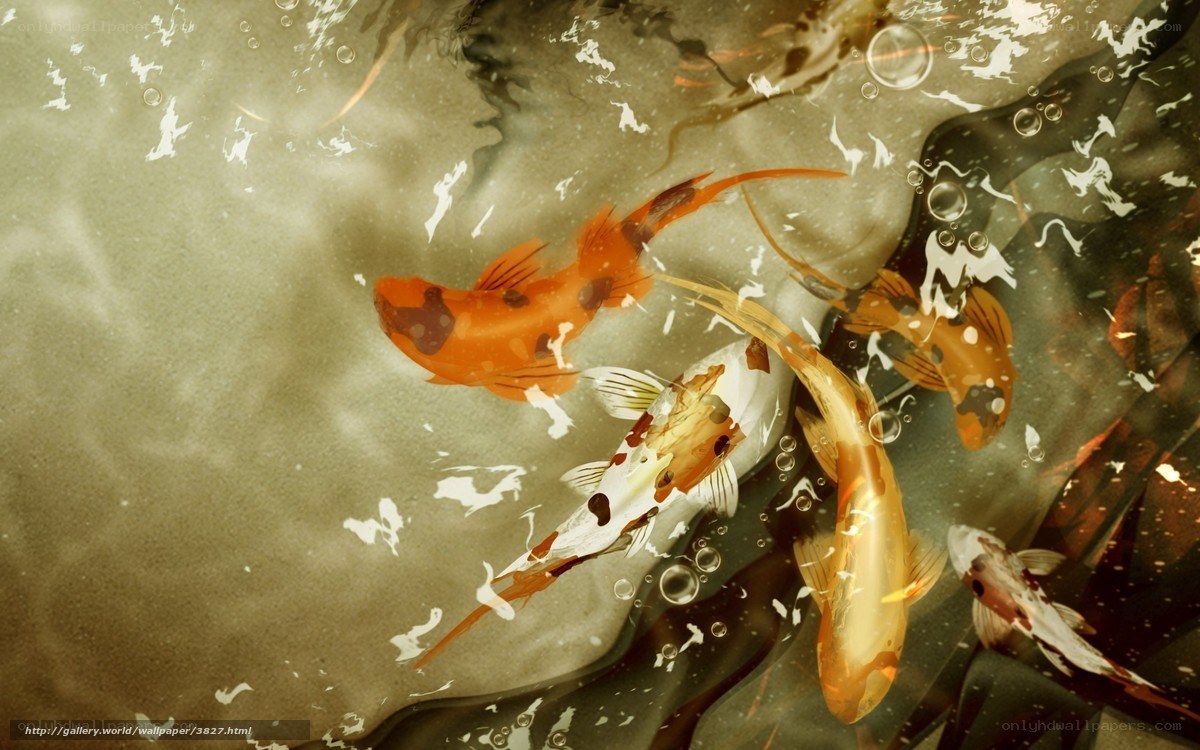 Koi fish swimming in pond
