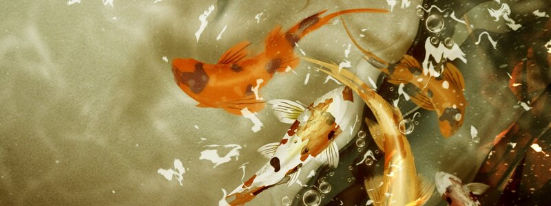 koi fish swimming in water