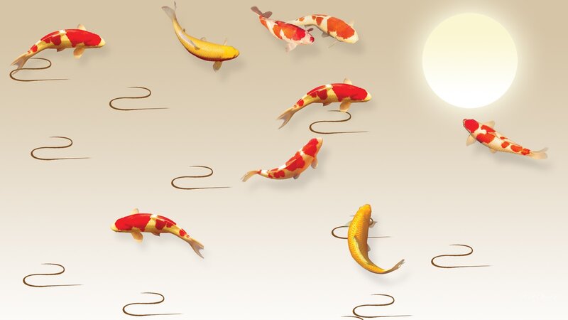 Koi Fish Swimming — Red