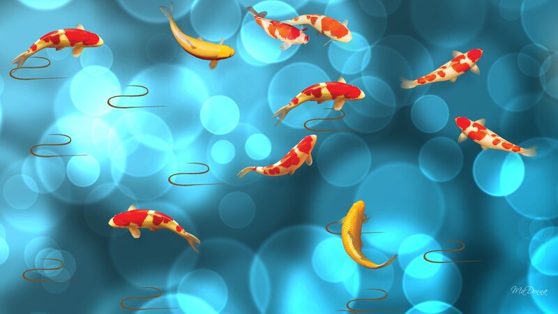 Koi Fish Swimming