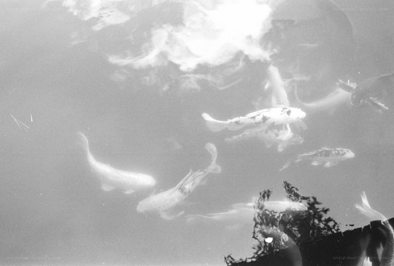 koi fish swimming underwater