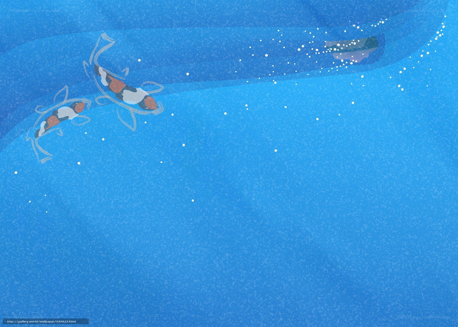 Koi fish swimming underwater