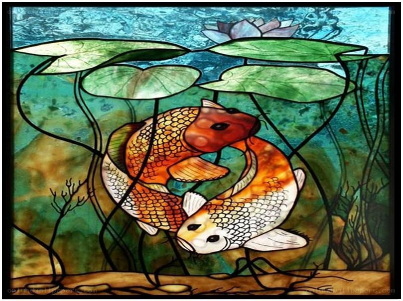koi fish under lily pads