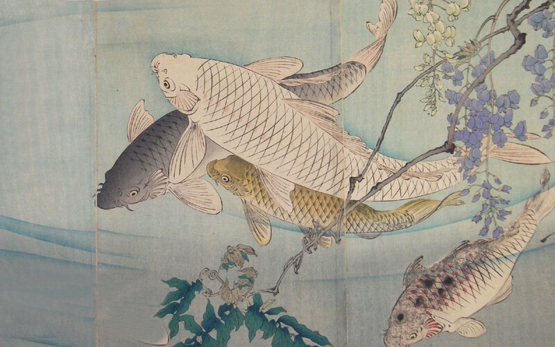 koi fish under wisteria