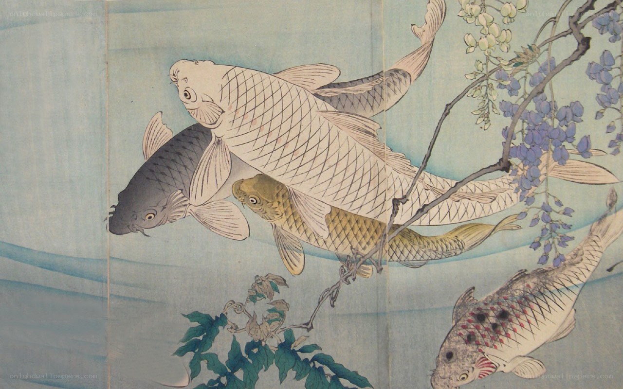 koi fish under wisteria