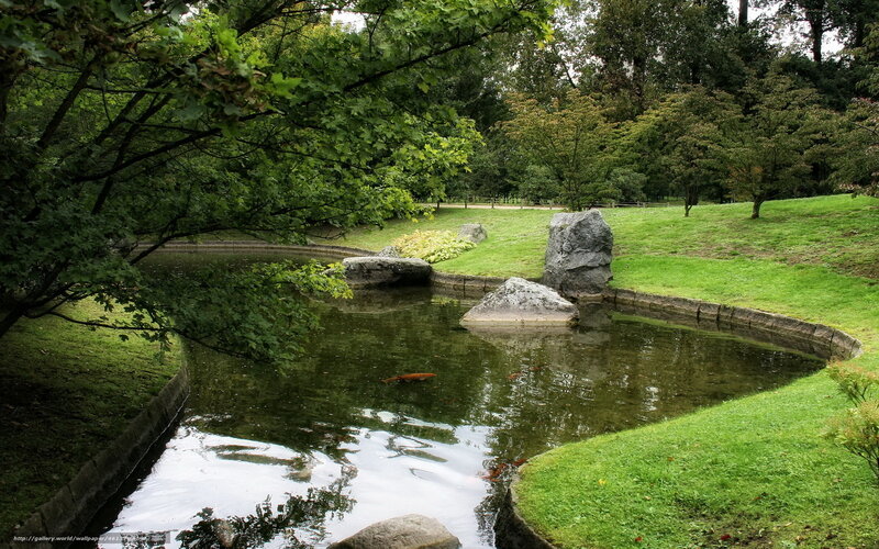 Koi Pond in Garden — Green, Serene, Afternoon, Photograph, Trees