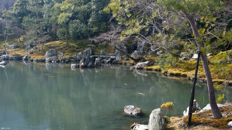 Koi Pond in Garden — Green, Serene, Spring