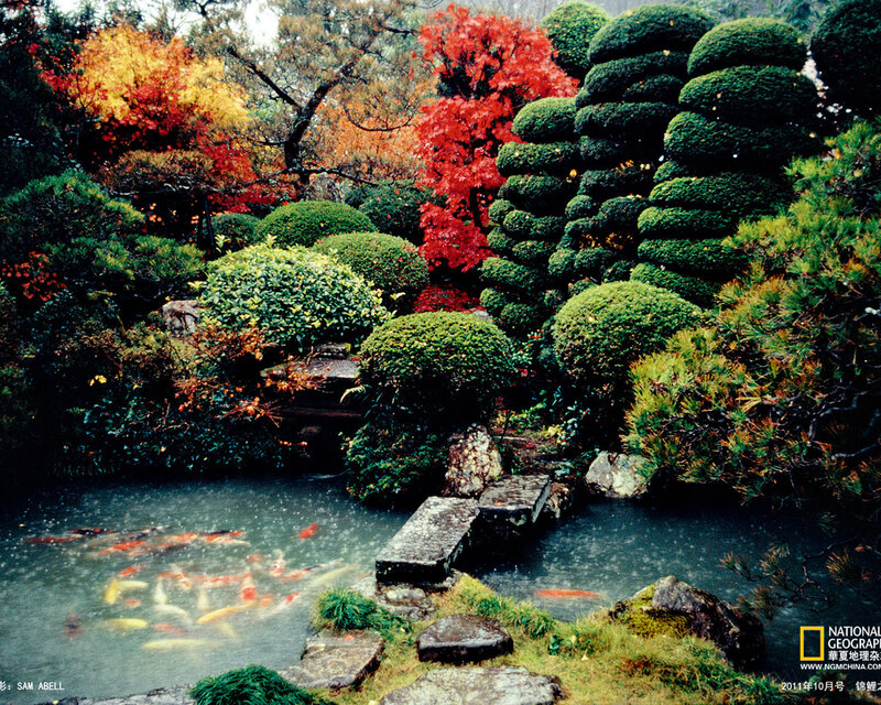 Koi Pond in Garden — Green, Serene