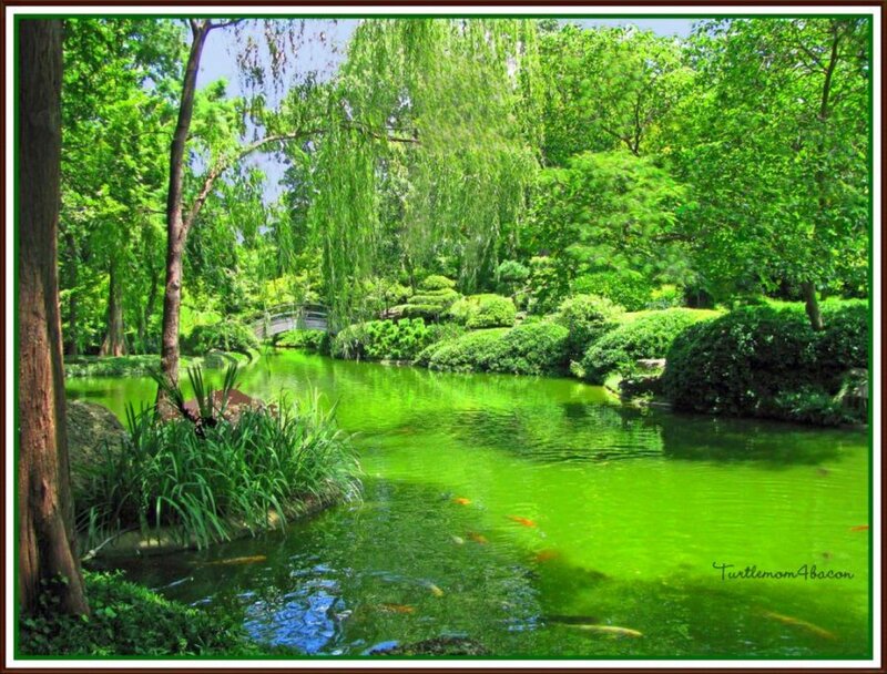 Koi Pond in Garden — Green
