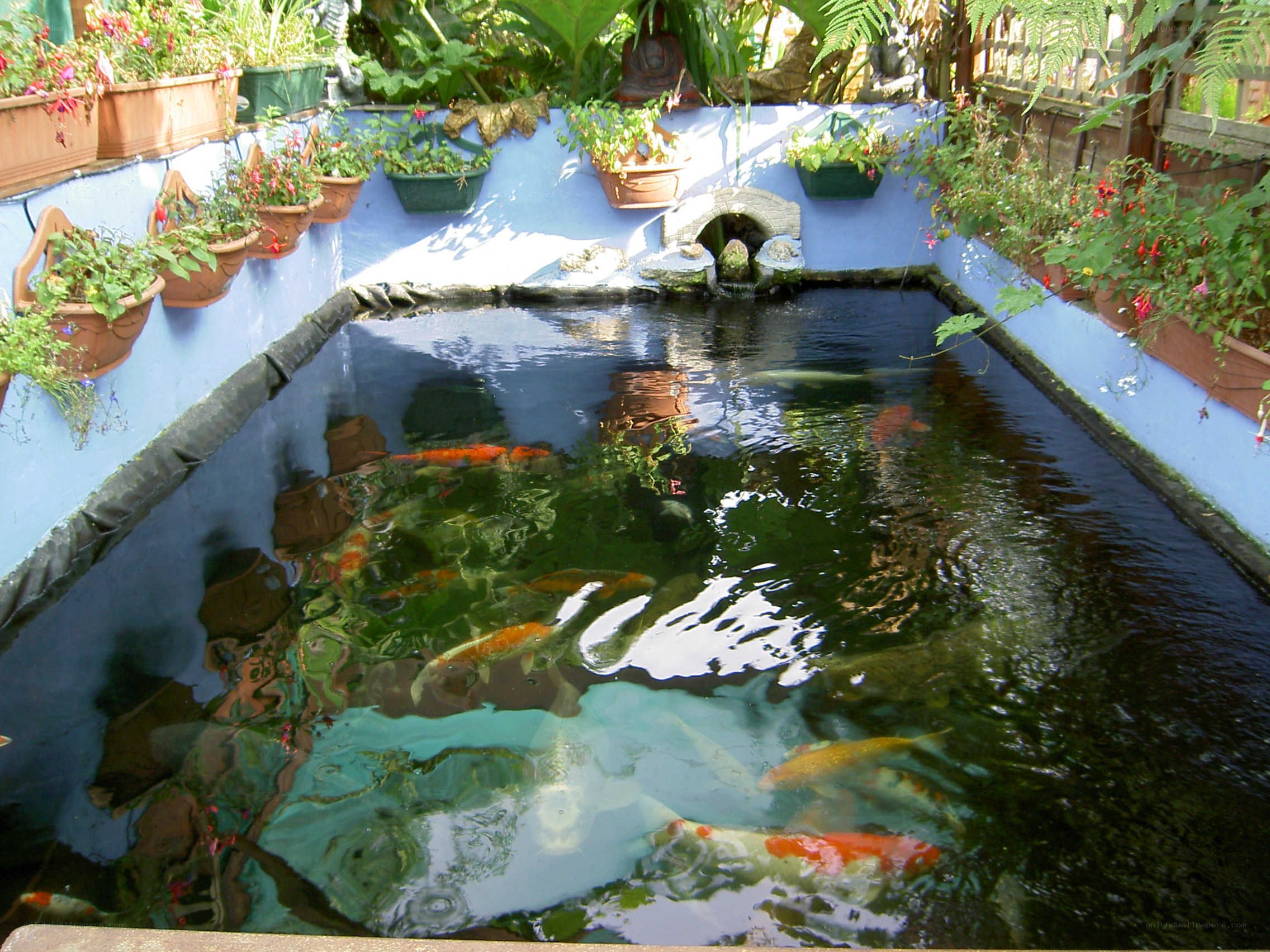 koi pond in garden