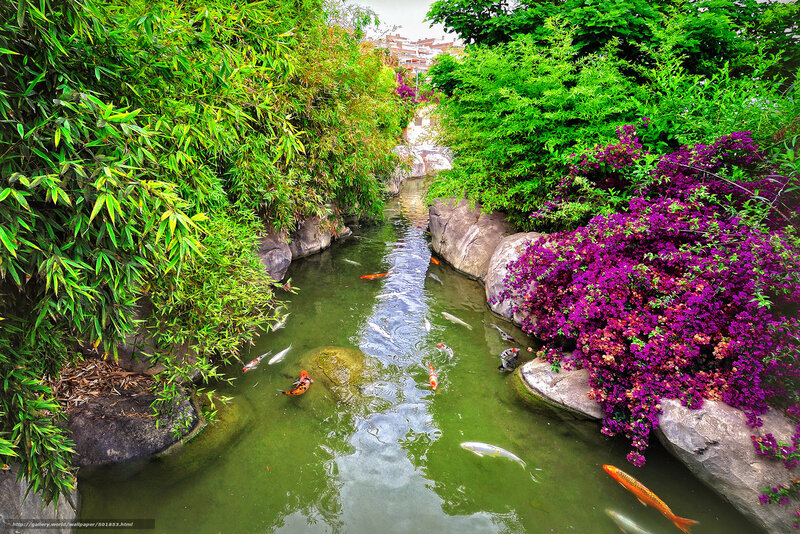 Koi pond with vibrant flowers