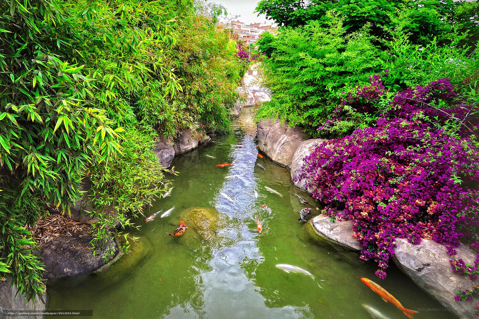 Koi pond with vibrant flowers