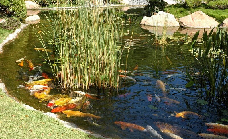 koi pond with water plants