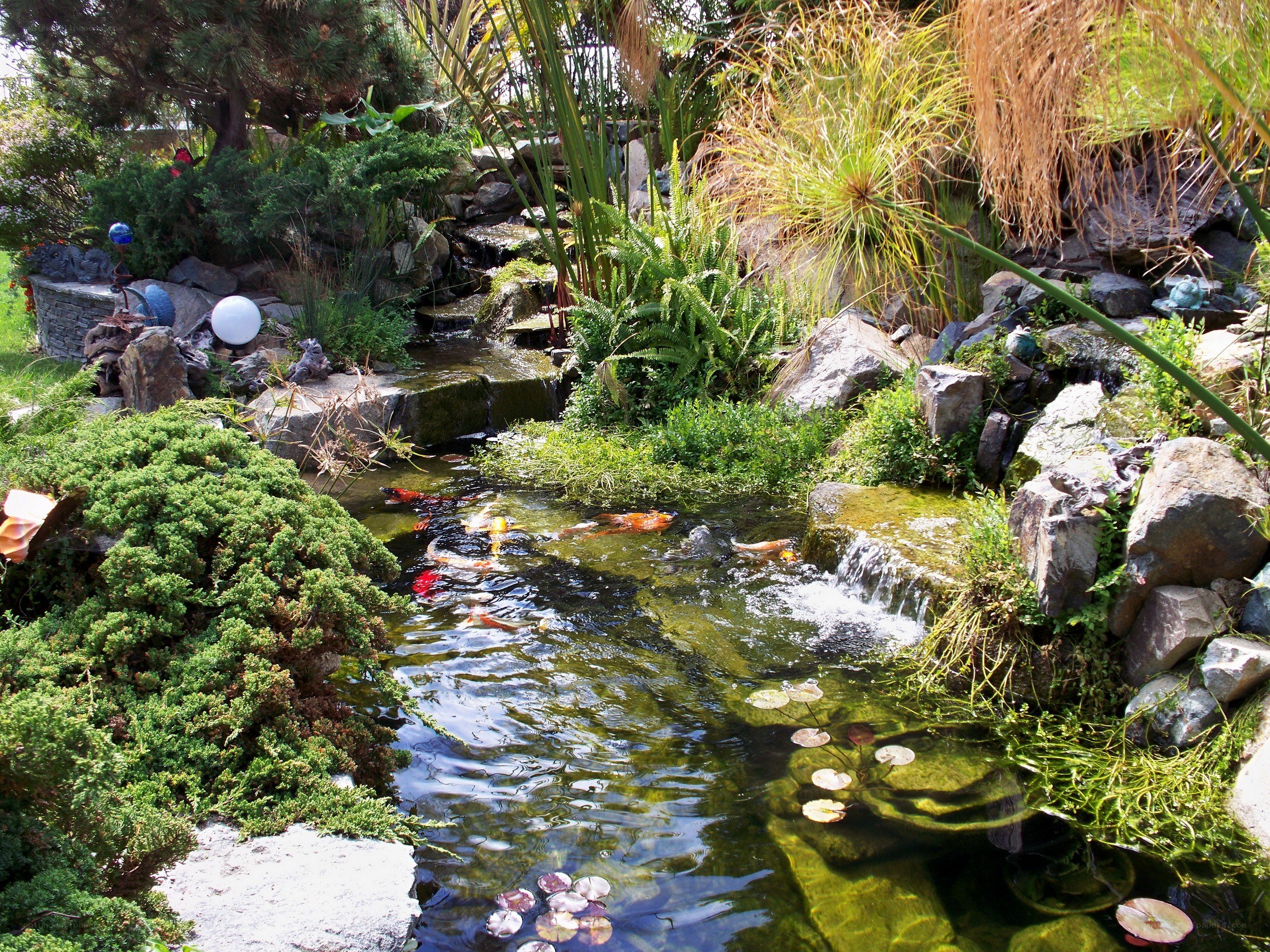 koi pond with waterfall