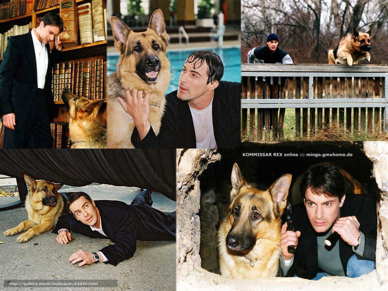 Kommissar Rex scenes collage