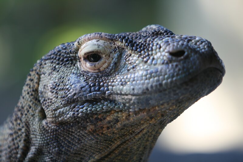 Komodo Dragon Head