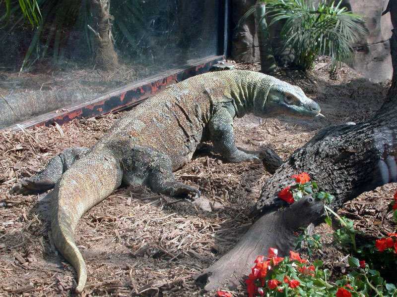Komodo dragon in enclosure
