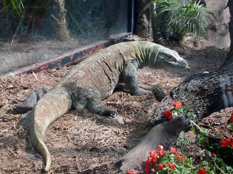 Komodo dragon in enclosure