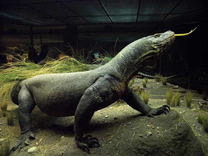 Komodo Dragon in Enclosure — Black