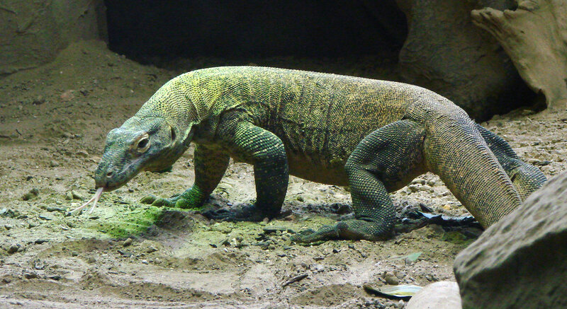 Komodo dragon in enclosure