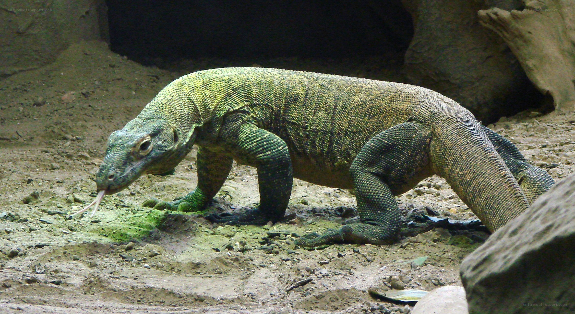 Komodo dragon in enclosure