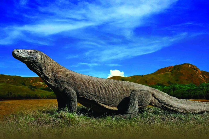 Komodo Dragon in Field