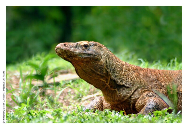 Komodo Dragon in Grass