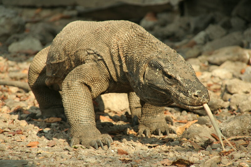 Komodo dragon in natural habitat