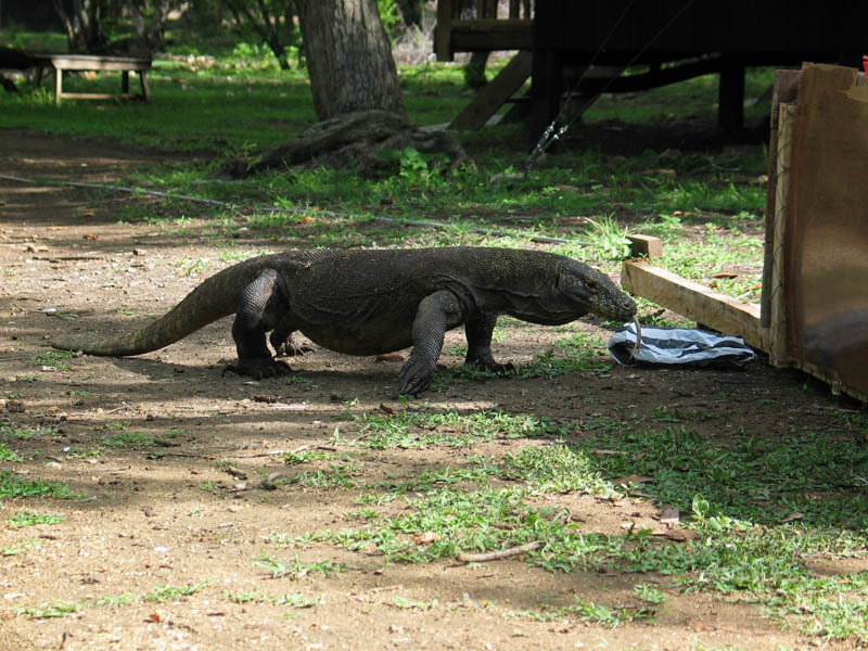Komodo dragon in natural habitat