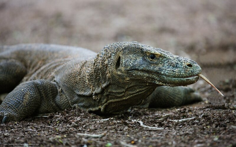 Komodo dragon in natural habitat