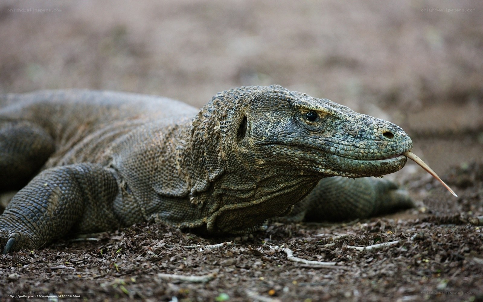 Komodo dragon in natural habitat