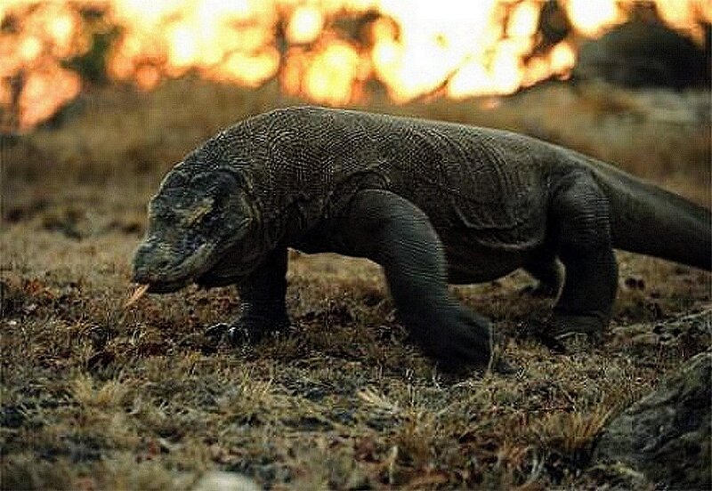 Komodo dragon in the wild