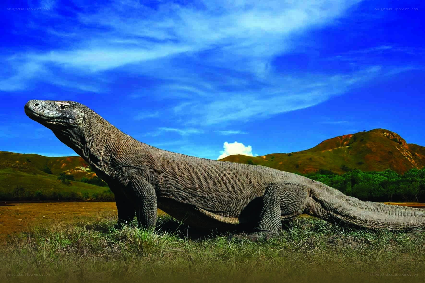 Komodo dragon in the wild