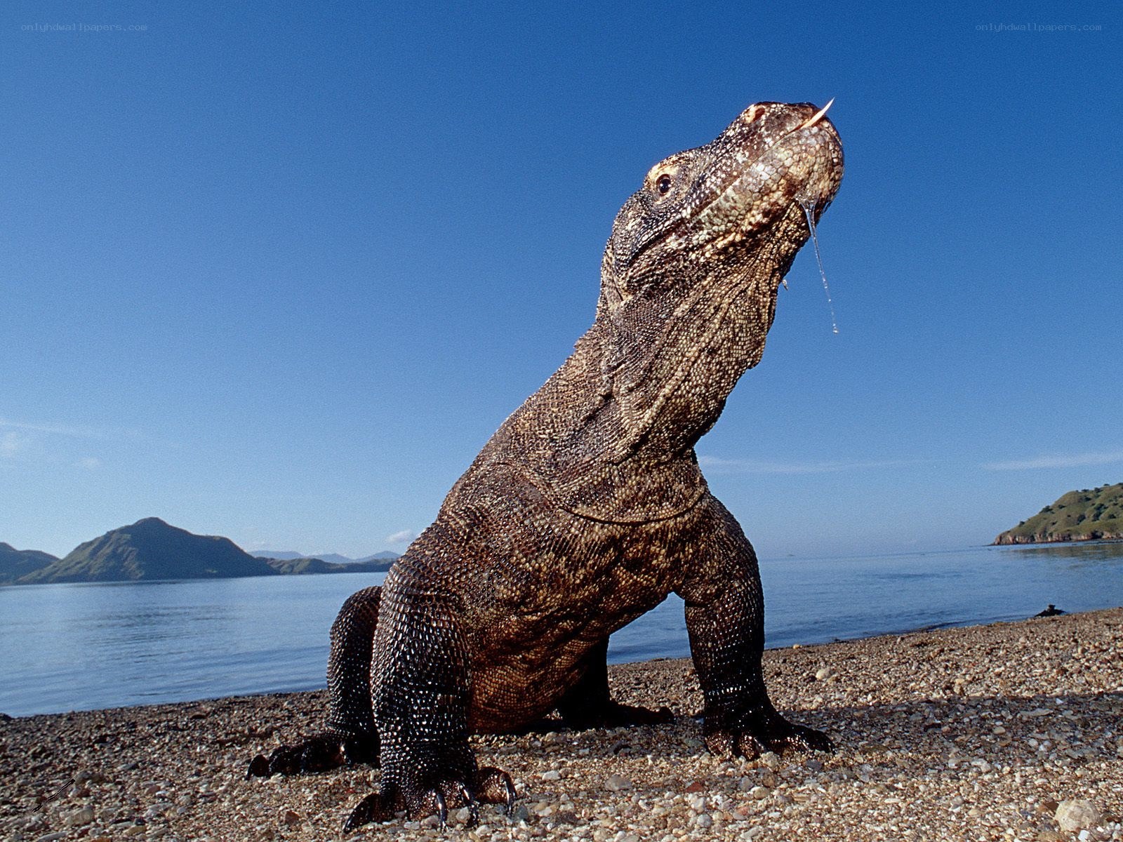 Komodo dragon on a beach