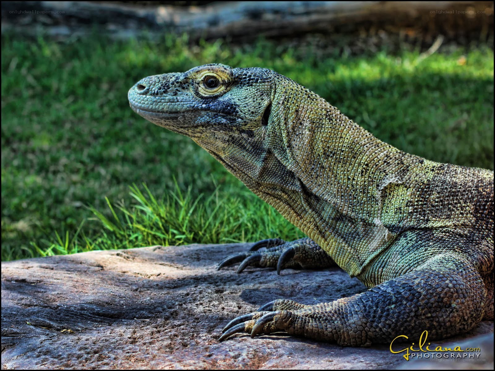 Komodo dragon on a rock