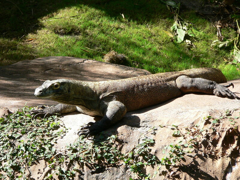 Komodo dragon on a rock