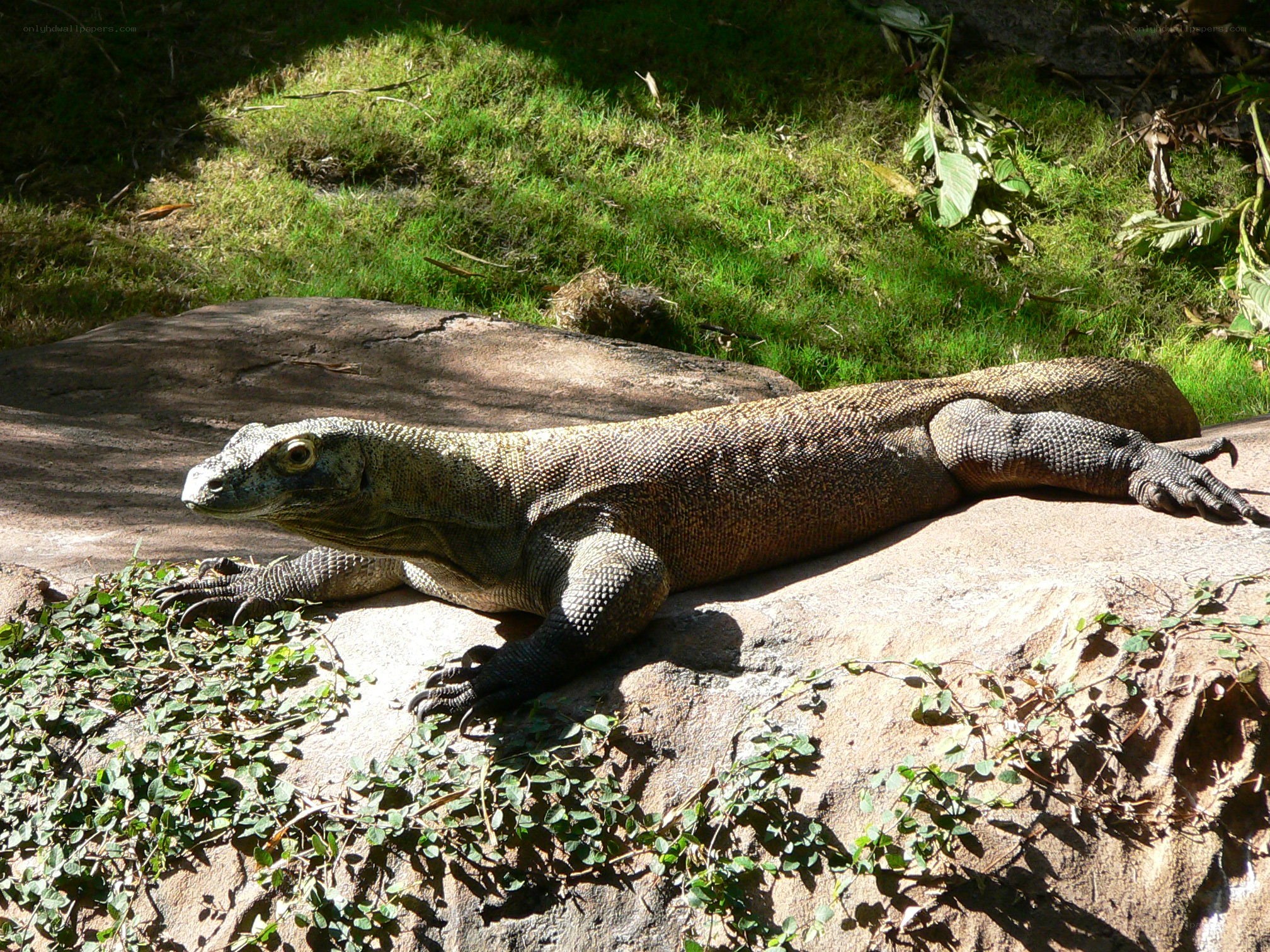Komodo dragon on a rock