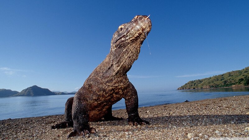 Komodo Dragon on Beach — Blue