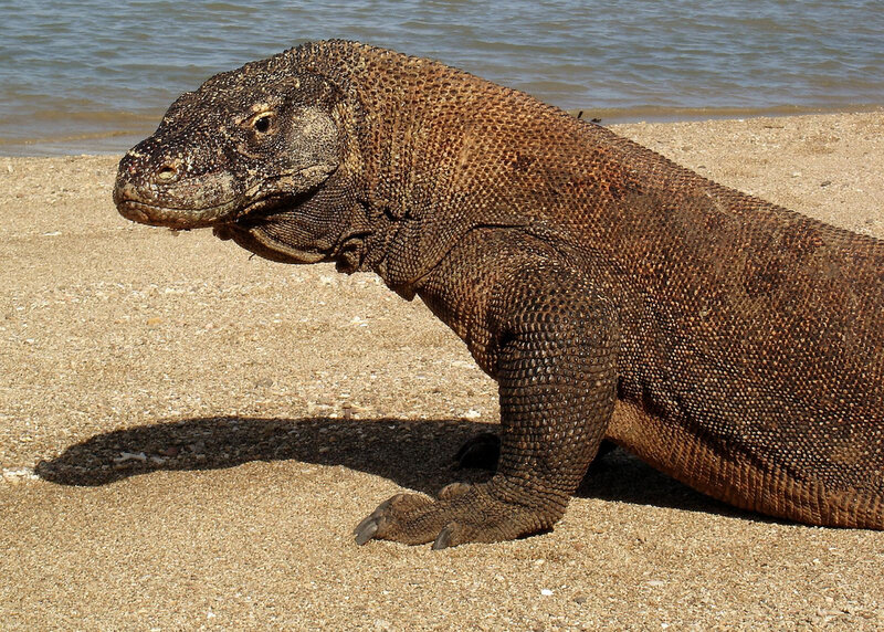 Komodo Dragon on Beach