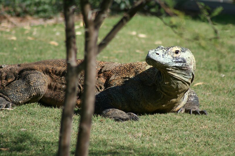 Komodo Dragon on Grass