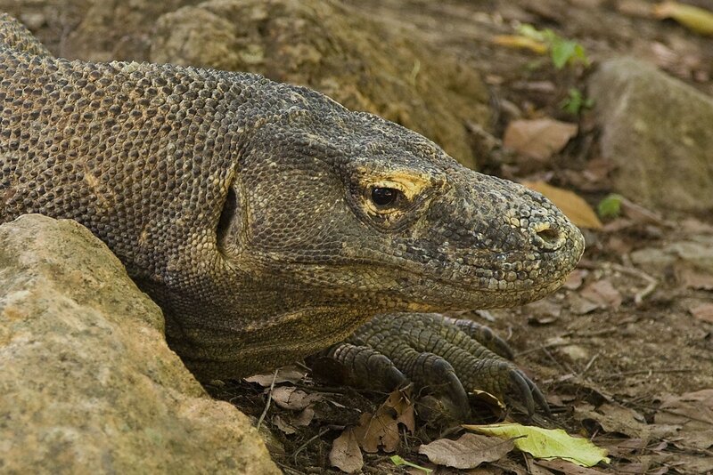 Komodo Dragon on Ground — Brown