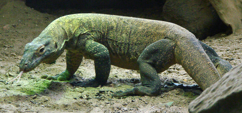 Komodo Dragon on Ground