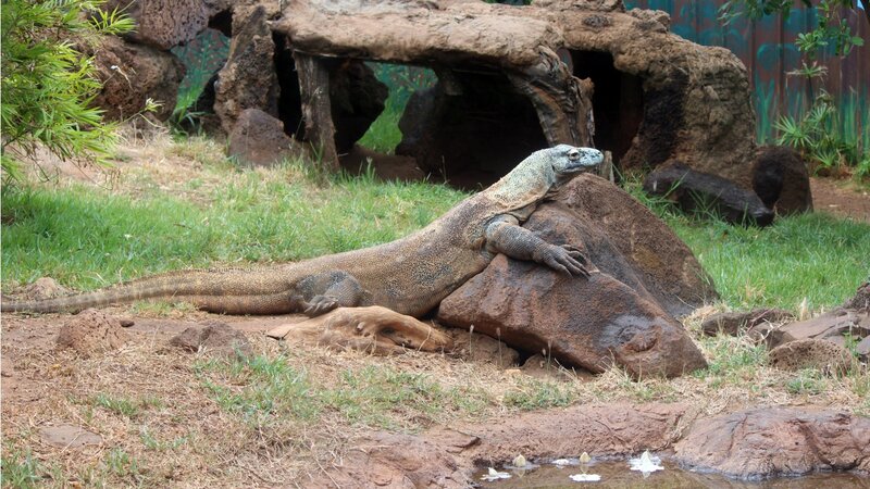 Komodo Dragon on Rock