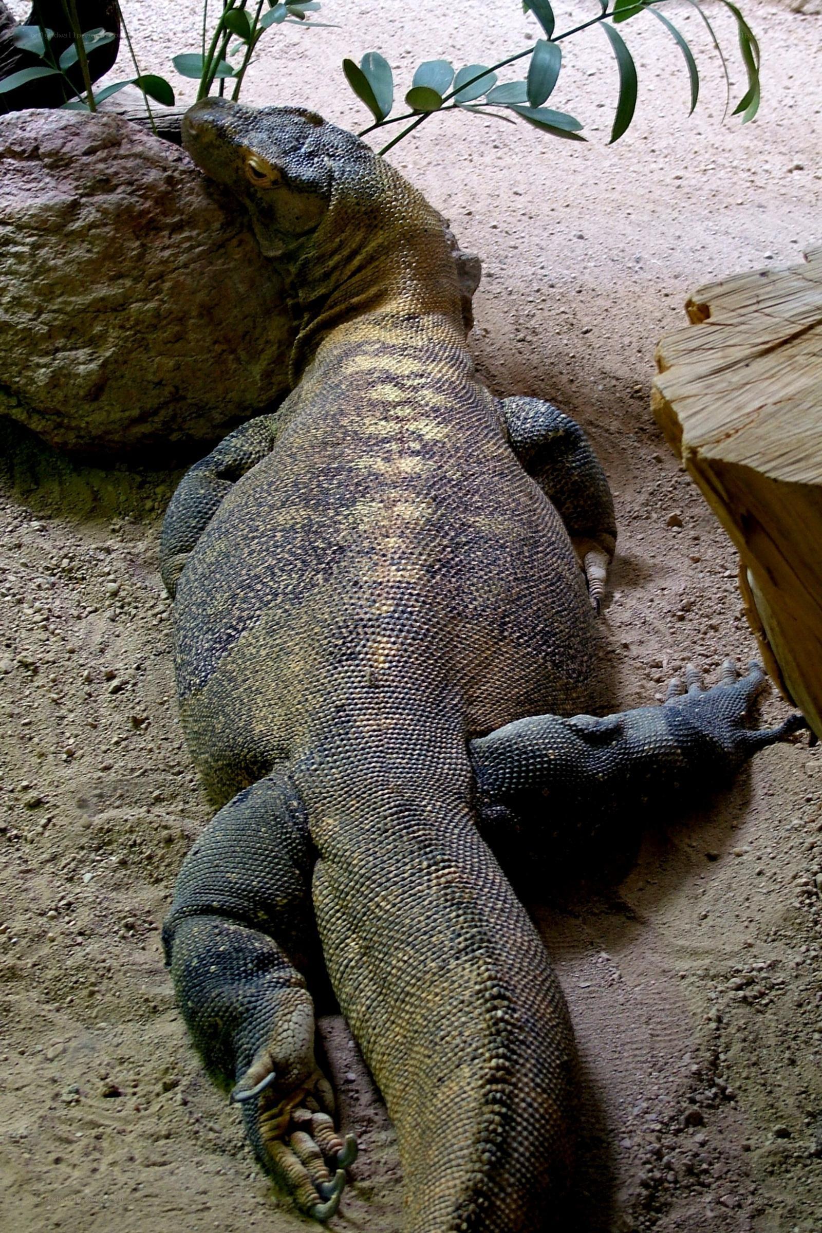 Komodo dragon resting on sand